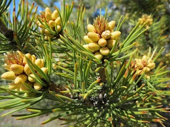 Yellow Green Plant