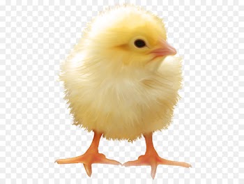 Yellow-hair chicken - Yellow chick 