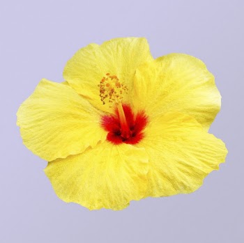 Yellow hibiscus, flower collage element | Free PSD - rawpixel