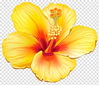 Yellow hibiscus illustration, Flower , Tropical Flowers transparent background PNG clipart