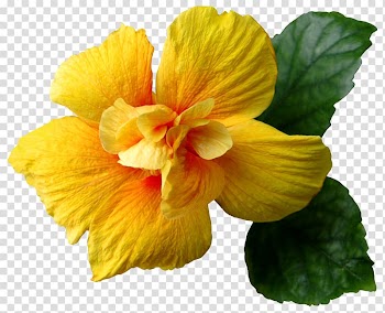 Yellow hibiscus illustration, Flower Yellow Hibiscus , Yellow Flower transparent background PNG clipart
