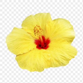 Yellow hibiscus png, flower sticker, | Free PNG - rawpixel