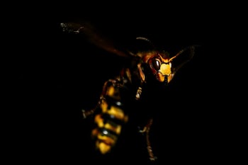 Yellow Hornet on black background