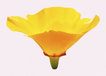 Yellow Iceland poppy, flower clipart | Free Photo - rawpixel