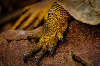 Yellow Iguana