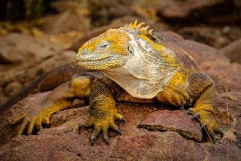 Yellow Iguana on Rock