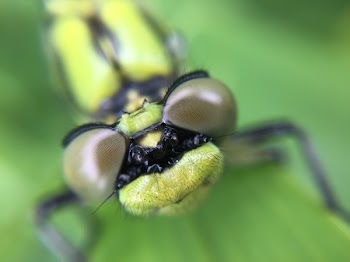 Yellow Insect