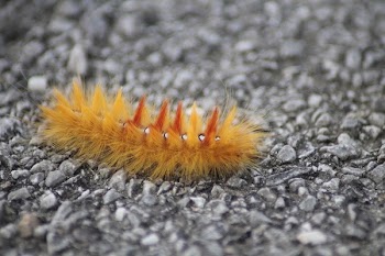 Yellow Insect
