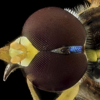 Yellow insect face, closeup shot. | Free Photo - rawpixel