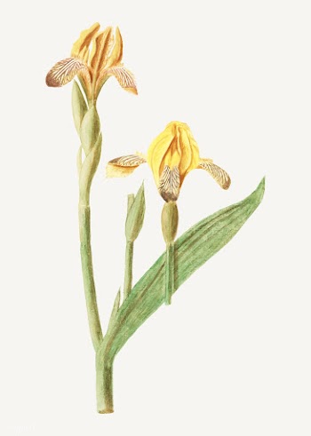 Yellow iris in vintage style | Free stock vector - 562156