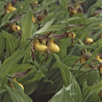 Yellow lady's slipper orchid. Free | Free Photo - rawpixel
