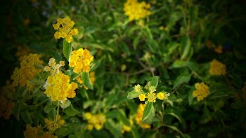 Yellow Lantana Flowers