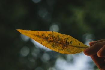Yellow Leaf