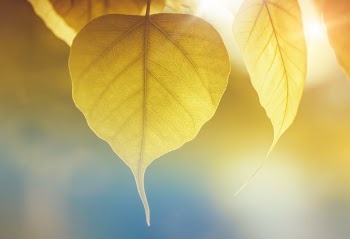 Yellow Leaf