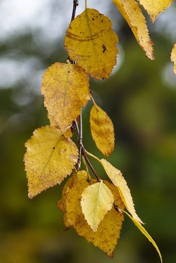 Yellow Leaf