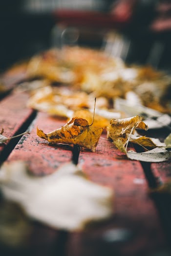 Yellow Leaf