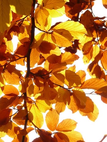 Yellow Leaf Illustration