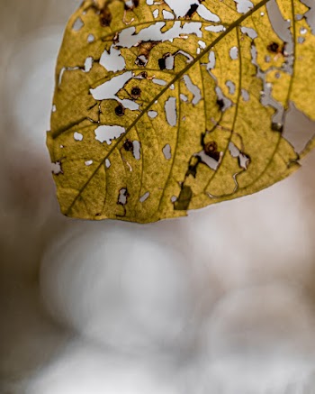 Yellow Leaf in Close Up Photography