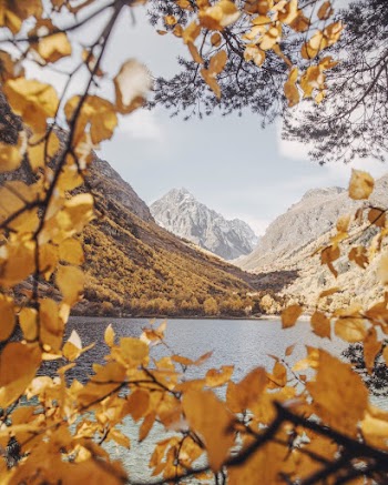 Yellow-leafed Tre
