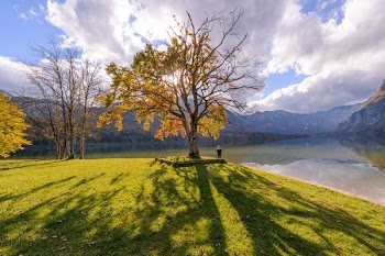 Yellow Leafed Tree