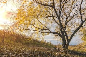 Yellow Leafed Tree