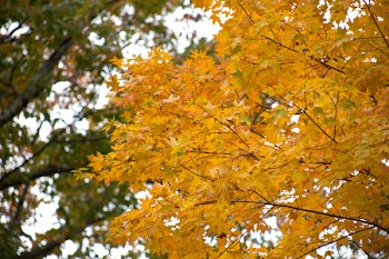 Yellow Leafed Tree
