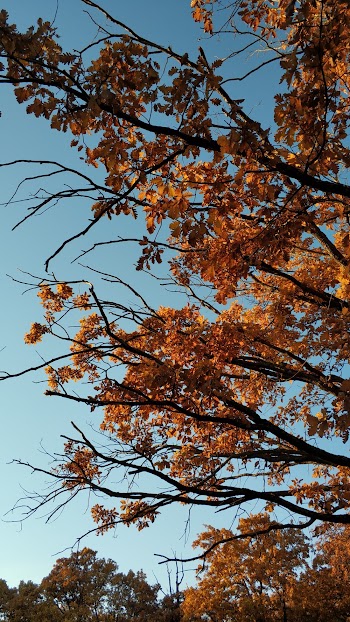 Yellow Leafed Tree