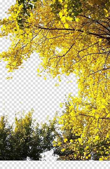 Yellow leafed tree during daytime, Ginkgo biloba Congee Tree Yellow Leaf, Ginkgo Tree transparent background PNG clipart