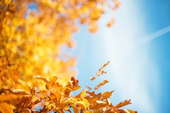 yellow leafed treee under blue sky