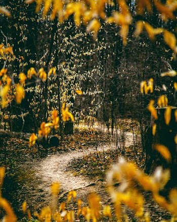 yellow leafed trees