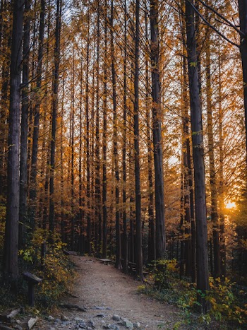 Yellow-leafed Trees