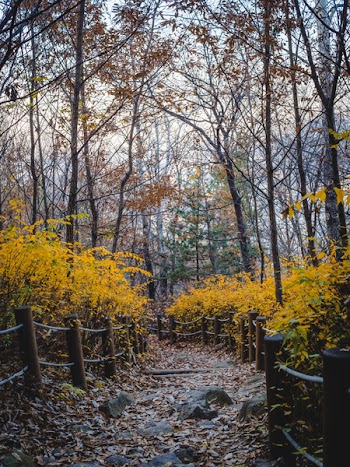 Yellow-leafed Trees