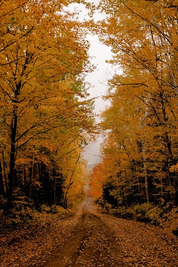 Yellow-leafed Trees