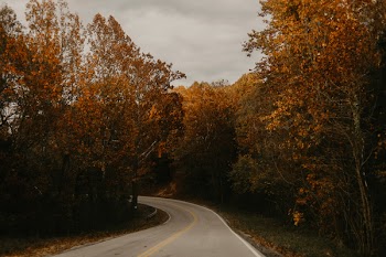 Yellow Leafed Trees Beside Park Alley