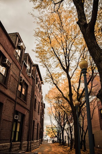 Yellow Leafed Trees Near Brown Concrete Building