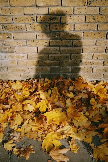 Yellow Leaves