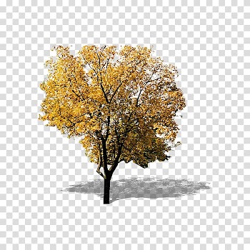Yellow leaves of trees transparent background PNG clipart