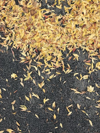Yellow Leaves on Black Surface