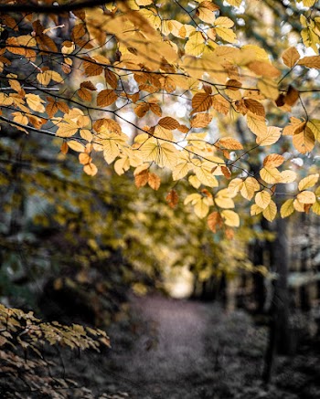 Yellow Leaves on Tree Branch