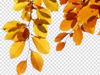 Yellow leaves transparent background PNG clipart