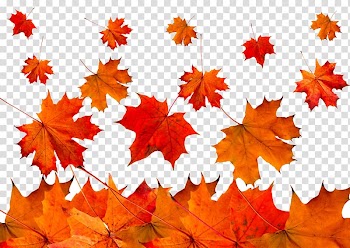 Yellow leaves transparent background PNG clipart