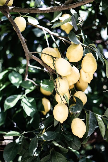 Yellow Lemons