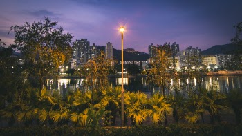 Yellow Light Post Near Plants