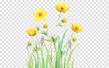 Yellow lilies art, Watercolor: Flowers Watercolor painting, Painted grass flowers transparent background PNG clipart