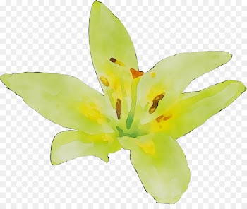 Yellow Lily M -  