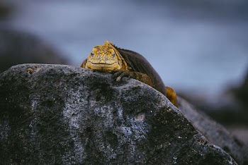 Yellow Lizard on Gray Stone