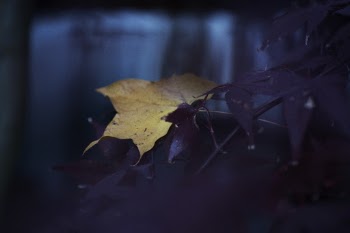 Yellow Maple Leaf