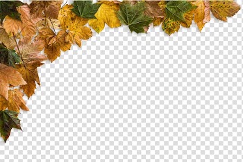 Yellow maple leaves transparent background PNG clipart