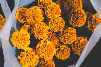 Yellow Marigold Flowers