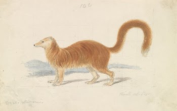 Yellow Mongoose by Charles Hamilton | Free Photo - rawpixel